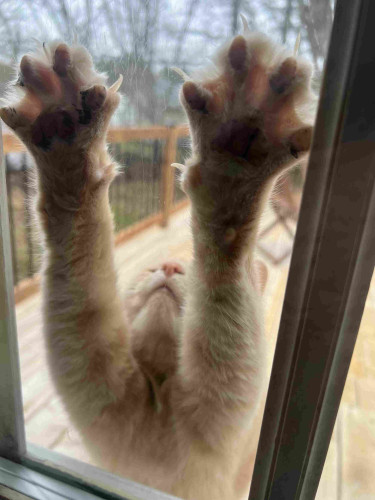 Orange cat (that’s a breed, right?) with his toes splayed on the glass panes of my French doors, as he stretches with his head back. Jack. This asshole is named Jack and he’s adorable. I didn’t let him in because I’m a jerk and he’s the neighbour’s cat.