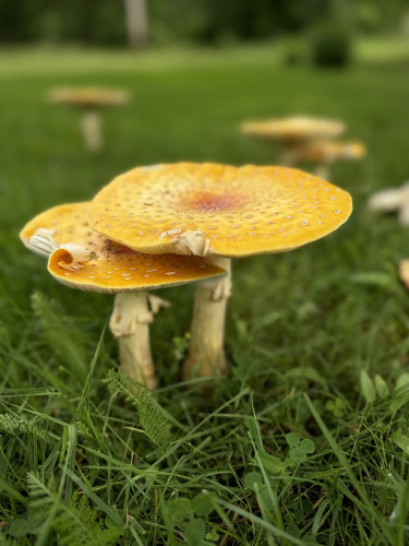 Two large yellow fly agaric mushrooms flowering in a yard with more in the background.
