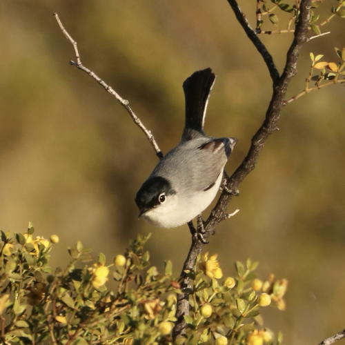 A Black-tailed Gnatcatcher in head-down position perched in a bush, showing black head and tail, white belly and eye-ring, and grey body. 