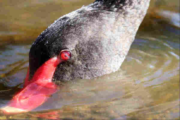 Closeup of the head of a black swan, partly submerged as it roots around in the shallows for any morsels of food. The red eye closest to the camera has a translucent extra eyelid drawn halfway across it, just past the pupil. This would allow it to search with its head fully underwater without water getting into the eye socket itself.