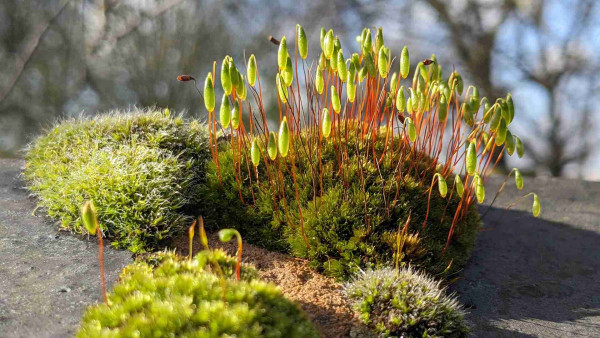 Clumps of different mosses on top of a churchyard wall in the morning sunlight, with young green sporophytes poking out of two of the mosses.