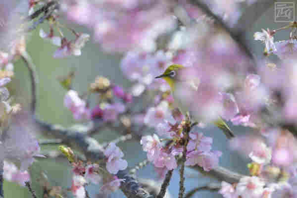 a warbling white eye perched in a blossoming cherry tree
