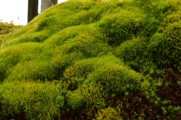 Green mound of moss,