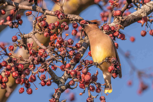 Photograph of a cedar waxwing bird perched on a small branch amid branches covered in last year's crab apples with out of focus branches and a morning blue sky in the background. The waxwings is facing the camera with its head lifted up and to the left and is in the process of grabbing and plucking a desiccated crab apple with its opened beak. Cedar waxwings have tan body feathers with pale yellow bellies, dark tan upper wing feathers, grey lower wings feathers often with bright red "wax" tips, grey tail feathers with bright yellow "wax" tips and white under feathers, tan head feathers with a black mask that extends across the top beak and across each eye, black beaks, legs, and feet, and a large crest on the top of the head that can be raised and lowered. In this lighting the waxwings brown-red eye color is visible. Often the eyes appear as dark and the mask making it appear like a blindfold rather than a mask.