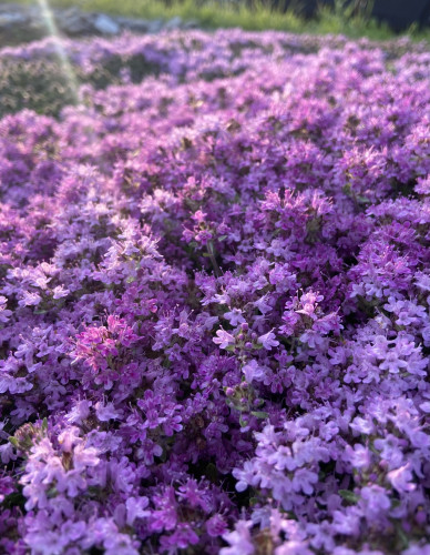 People creeping thyme in full bloom, a sea of bright little purple flowers, with a little sun flare coming in from the top left. 