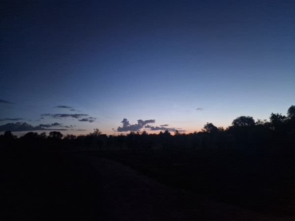 Dawn breaking through during SniffBook walkies this morning. Dark silhouettes of trees and skies going from light orange (just above some trees), to light blue, to darker blue.