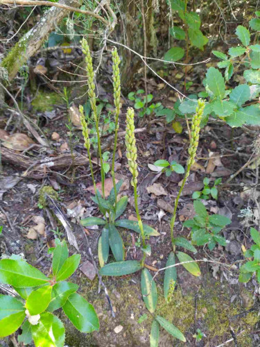A group of five Orchis mascula who have bloomed already.