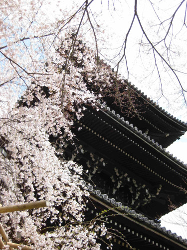 Blossoms cascade before Shinnyo-do's pagoda.