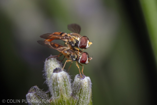 A pair of small, wasp-mimicking flies mating while resting on top of hairy flower buds.