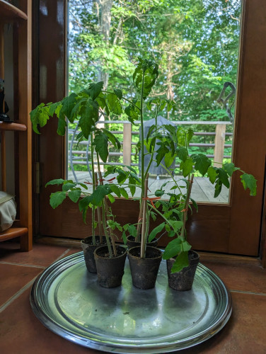 five tomato seedlings in peat pots on a round silver tray, with chopsticks helping them stand upright