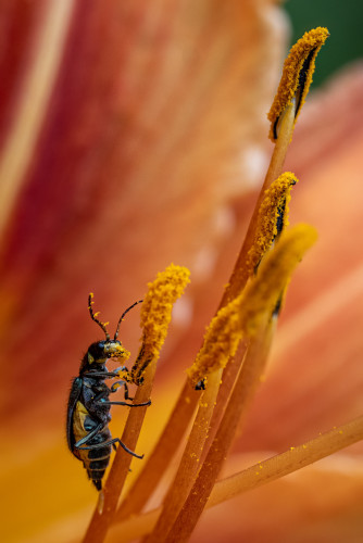 Close-up of a black and yellow insect, likely a beetle, perched on the stamen of a flower. The insect is covered in yellow pollen, particularly on its head and legs. The background features the soft, blurred petals of the flower in shades of orange and pink, creating a vibrant and warm setting for the scene. The focus on the insect and the flower's stamen highlights the intricate details of both the insect and the pollen-covered stamen.