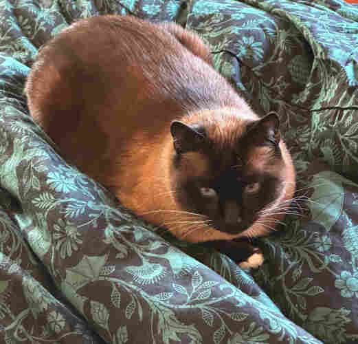 Siamese cat on a green and black duvet with bats on it 