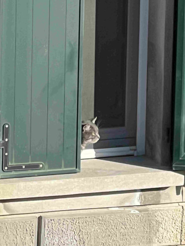 A gray cat peeking out from behind a slightly open green window shutter, gazing outside. The window is part of a light beige house facade.