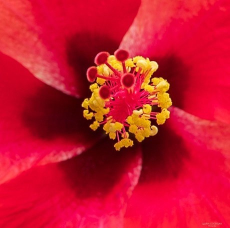 A close-up photo of the center of a red hibiscus flower. 