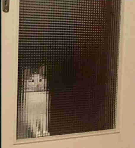 A white cat pictured through a rectangular bubbled glass door, giving a highly pixelated impression