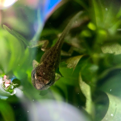 A very tiny frog with a long tail in a pond, facing the bottom left. There is a little bubble above its head 