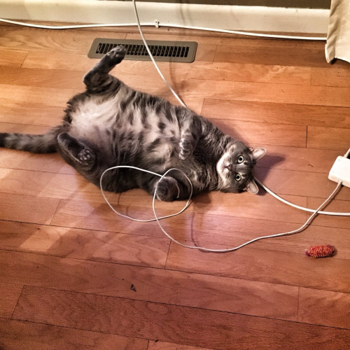 A cat lays on its back and is entangled with a computer power cord.