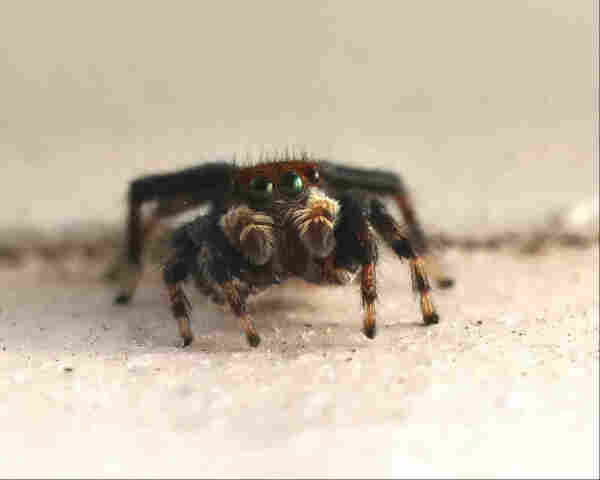 Closeup of a tiny black and tan jumping spider. It crouches on a window sill, looking at the camera with all four eyes, with its palps raised up in front of its body and its hairy legs evenly spaced. It looks like its head is slightly tilted to one side, as though it is analysing me quizzically. 