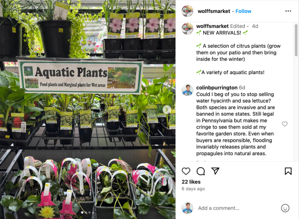 Screenshot of an Instagram post that contains shelves of aquatic plants, plus comments on the side that includes message from me that says, "Could I beg of you to stop selling water hyacinth and sea lettuce? Both species are invasive and are banned in some states. Still legal in Pennsylvania but makes me cringe to see them sold at my favorite garden store. Even when buyers are responsible, flooding invariably releases plants and propagules into natural areas."