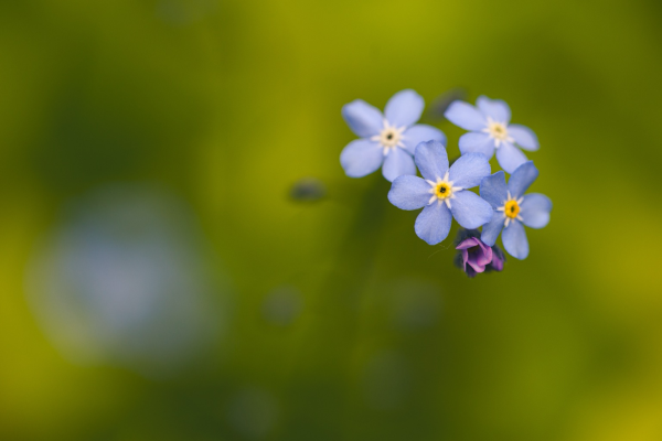 A bunch of forget-me-not flowers on a green background 