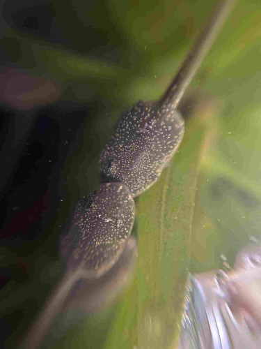 Two tadpoles in a pond, one is resting its chin on the other one’s nose. They are facing eye to eye and are dark brown with light coloured dots all over that look almost like stars in the sky