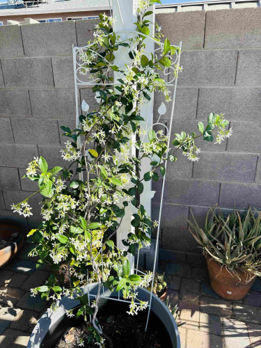 One jasmine vine growing out of a large gray pot at the corner of a white arbor. This plant is now 7’ tall and about 3’ diameter as the vines are growing up the white trellis in the pot and up to the top of the arbor. Tiny white star-like flowers are seen between the healthy and shiny leaves along each vine branch. 