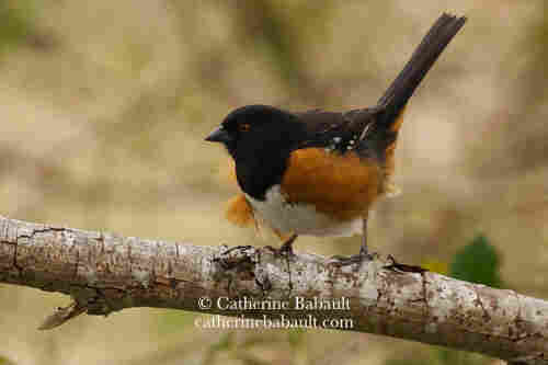 A spotted towhee stands on a branch with its tail up right, its feathers puffed up and an intense look in its eyes.