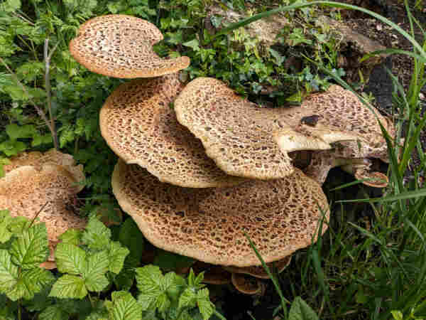 A photo of a beige bracket fungi that is viewed from a elevated angle above to show most of the brackets jutting out from a old stump. The brackets have multiple semi concentric rings of darker brown detail on top. They are surrounded by long green grass and brambles. 