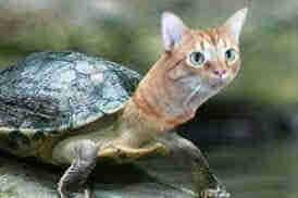 Eine Fotomontage die eine Schildkröte mit Katzenkopf zeigt.