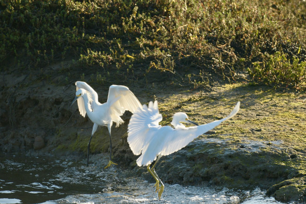 Two snowy egrets foraging with outstretched wings near water at the marsh 