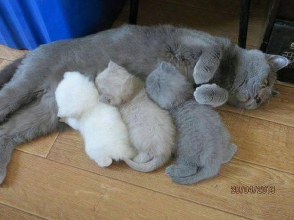 A cat with three kittens with colors ranging from dark gray to white.