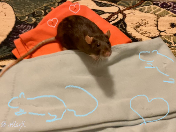 Horizontal photo of Aretha rattie on the folded orange sweatpants, adorably looking this way. Her hands are on the powder blue sweatpants.
I drew a couple of line-drawn rats and hearts to mark where I had to sew where she chewed.
Eventually, these sweatpants were given to our rats. 