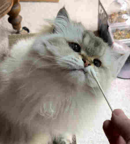A fluffy white cat gazing lovingly at a cotton swab. 