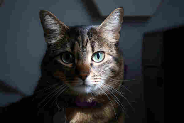 A brown striped cat, with its face half lighted and half shadowed, staring intensively at the camera