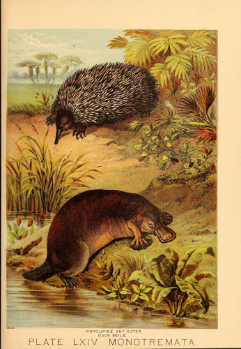 Platypus illustration, from the source cited above