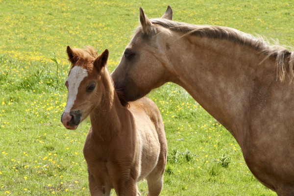 Mother and child ponies. Tan adult pony with head resting affectionately and lightly on back of her newborn foal. Meadow of grass and yellow flowers behind