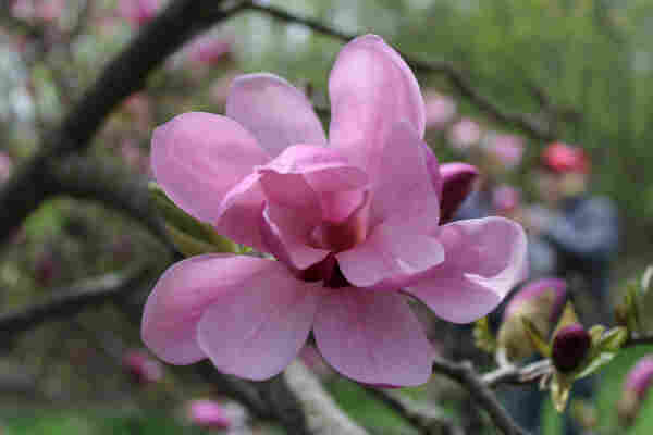 Close up of a pink multi-petal bloom on a tree branch with blurred pink blooms and other garden visitors taking pictures in the background.