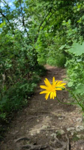 Yellow flower in front of a path in the woods 