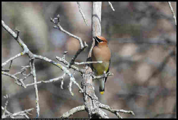 A Cedar Waxwing (Bombycilla cedrorum) was standing on an oak twig looking sideways at the photographer in Norman, Oklahoma, United States on March 6, 2024. 