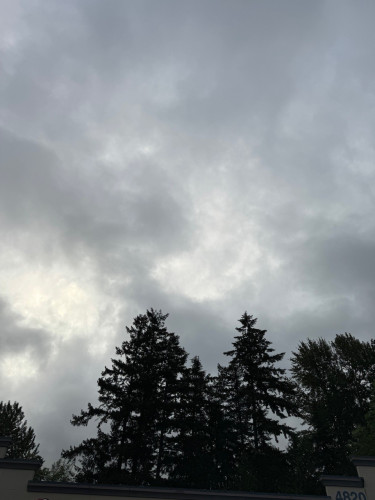 A thoroughly cloudy grey sky above a line of evergreen trees. 