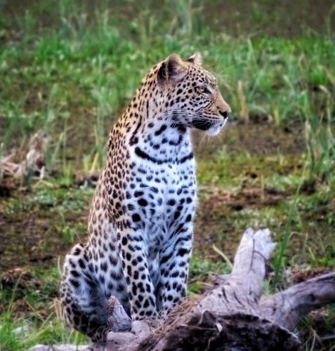 A perfect moment capturing a young leopard sitting on an old tree stump gazing to the right at the end of the day on the Okavango Delta. He is perfectly in tune to his surroundings and at peace.