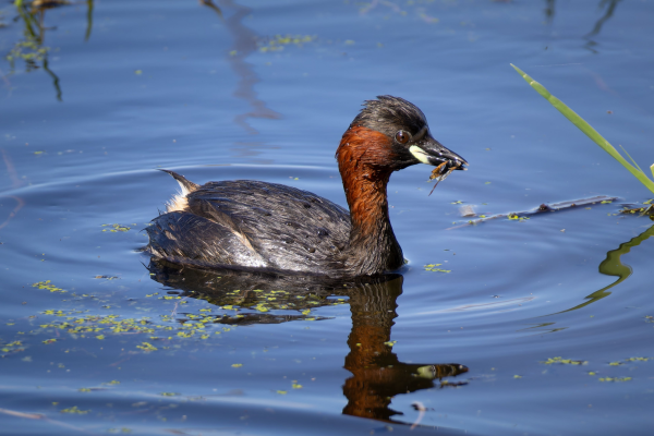 A photo of an adult Little Grebe swimming in the water photographed in profile. It has something in its beak. The bird is wearing its breeding plumage. Its neck is brown whereas the rest of its body is mostly black / grey with a little bit of white on its very fluffy but barely visible tail. Its beak is pointy and the underside has a white spot. 