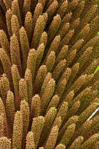 Dozens of brown flower spikes emanating outward from an unseen central column. It looks like a firework or underwater explosion...but in brown