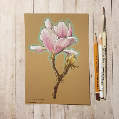 Original drawing - Pink Magnolia Blossom
A colour drawing of a Pink Magnolia Blossom on buff paper. 
Materials: colour pencil, mixed media, acid free buff coloured paper for artists
Width: 5 inches
Height: 7 inches