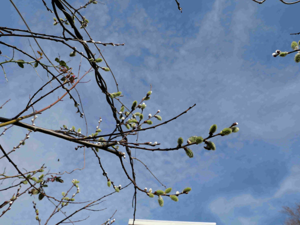 Salix caprea in bloom in early spring (march)