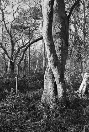 Black and white portrait format photo of tree trunks in woodland. The two nearest trees are sinuously curved as if, perhaps, they are dancing. A tall thin tree behind curves right over to 45 degrees or so.
