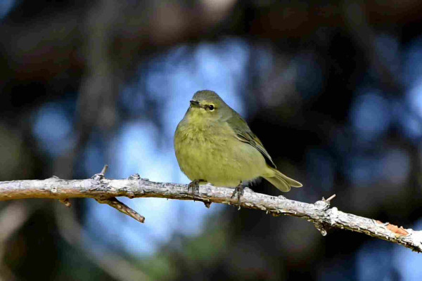 A small, slightly greenish yellow bird is sitting on a bare spruce twig, looking content.