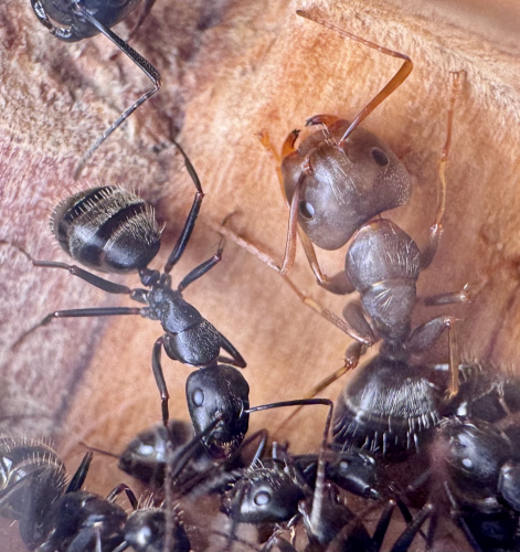 A large light brown ant with a shovel shaped head next to her sister who is black and smaller. 