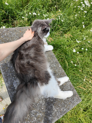 Un très grand chat gris et blanc poils longs allongé, ma main sur sa nuque