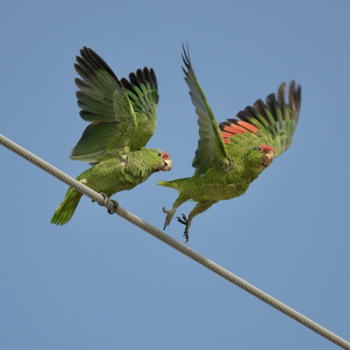Two red-crowned Amazon parrots taking off from a utility wire 